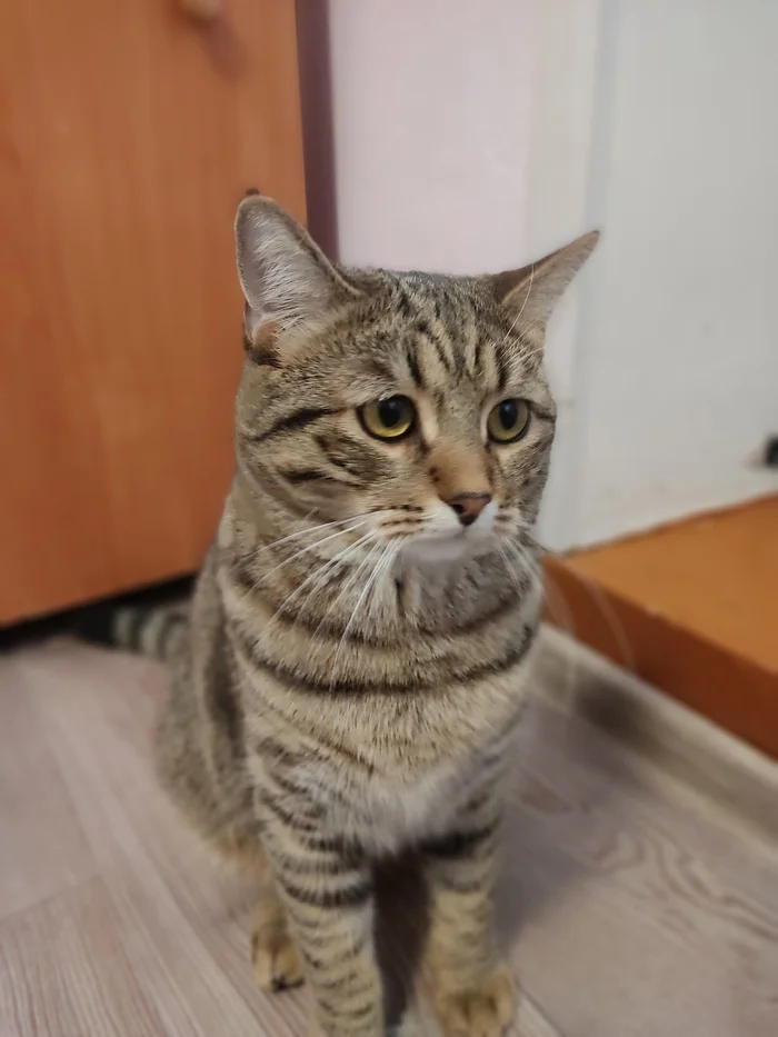 Our sad Coconut - My, cat, Sadness, The photo, Pets