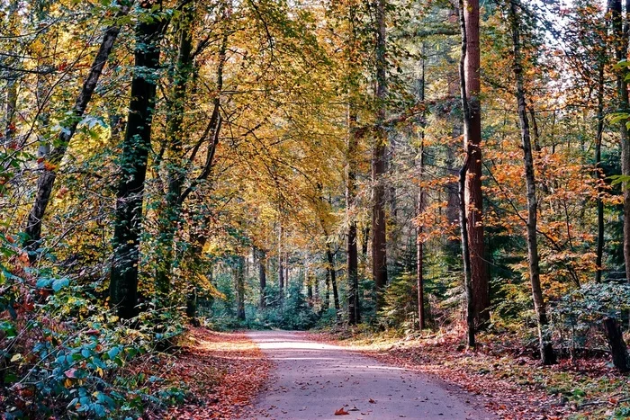 Road to Autumn - My, The photo, Netherlands (Holland), Nature, Autumn, Forest, Track