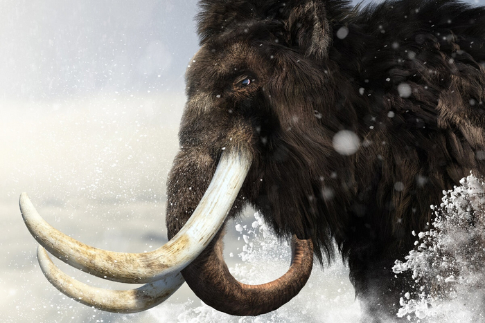 У мамонтов и прочих вымерших родственников слонов муст тоже был! Ученые это выяснили, посчитав концентрации тестостерона в бивнях.