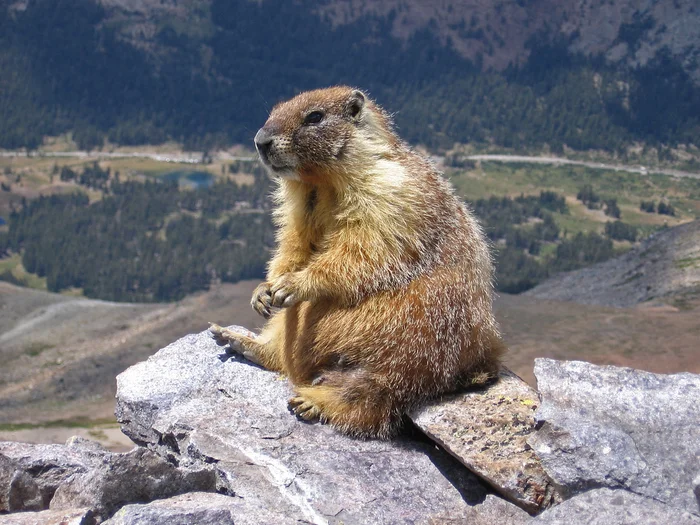 Alpine Marmot: Skuf of the Animal World. Gluttony and Sleep Bordering on Death - Marmot, Alps, Animals, Wild animals, Yandex Zen, Yandex Zen (link), Longpost