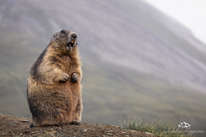 *кричит от безысходности*