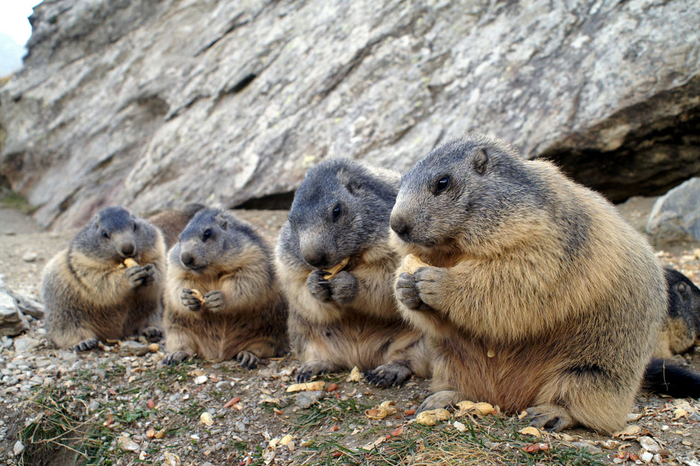 Типичный обеденный перерыв в офисе.