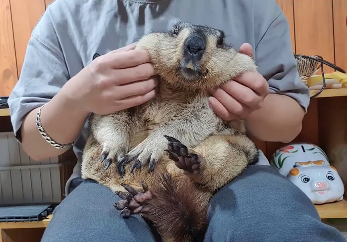 Когда бабушка отдает тебя обратно родителям вместе с щечками и +10 кг веса.