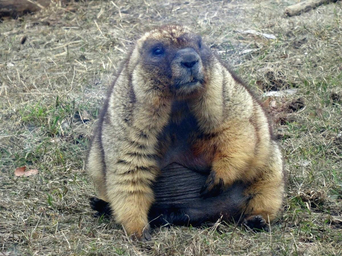 Даже сурок в шоке от того, какой срач в твоей комнате. Приберись!