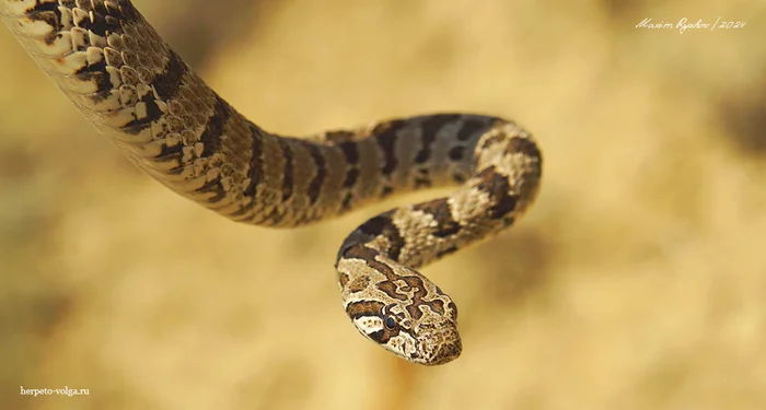 Variegated Racer (Hemorrhois ravergieri) - My, Reptiles, Herpetology, Poisonous animals, Skid, Snake bite, Snake, Longpost