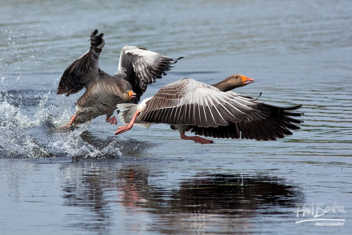 Кажется, они слишком заняты, чтобы поздороваться с нами...