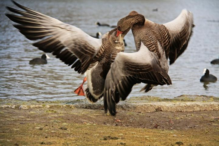 За милую и двор, кусаю в упор!