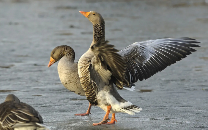На фото — триумфальная походка гуся. Её самец демонстрирует после победы над врагом или соперником. Распахнув крылья и подняв голову, он с криком бежит ко второй половинке, чтобы похвастаться успехами.