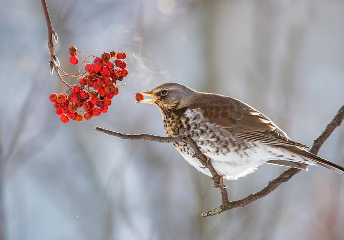 Хэй, вы сами насажали рябины по всему городу, теперь не жалуйтесь!