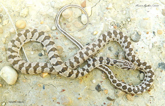 Variegated Racer (Hemorrhois ravergieri) - My, Reptiles, Herpetology, Poisonous animals, Skid, Snake bite, Snake, Longpost