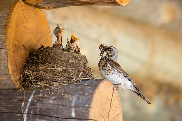 Хватит орать, дети. Купила я вам ваших мармеладных червей!
