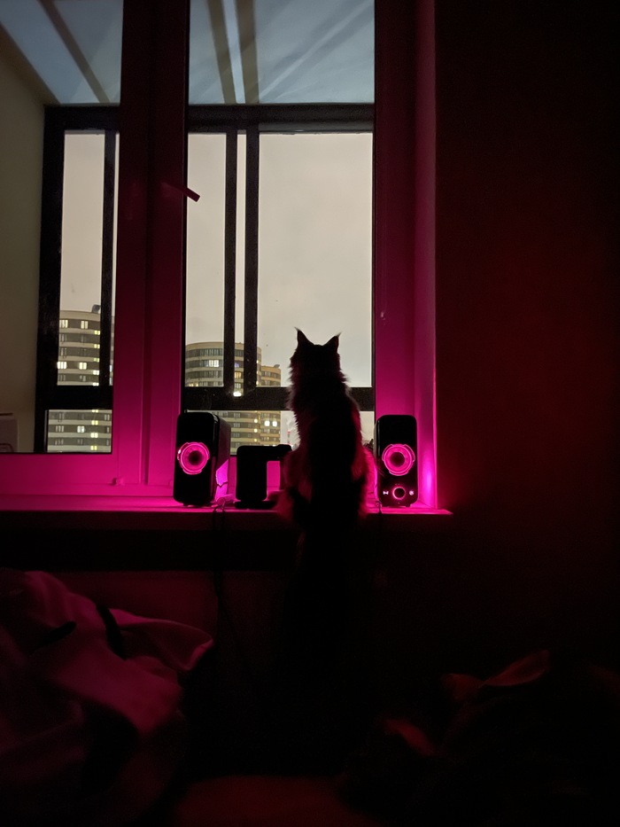 Ночной котейка