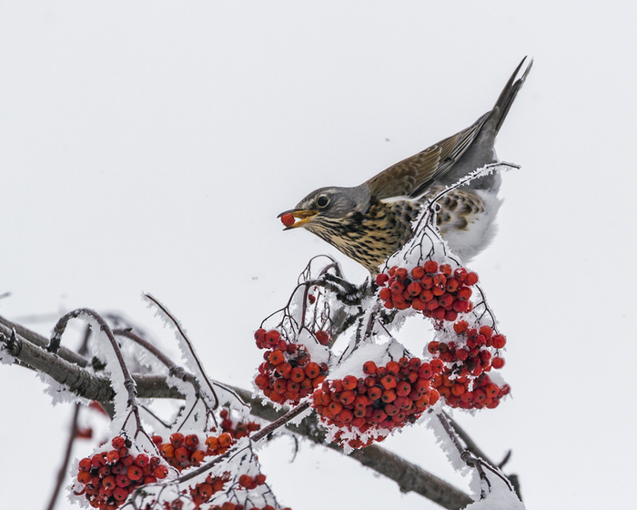 Видишь этот снег, дружище? Так вот, это не снег.