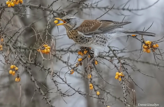 А вот лично я – дрозд-облепихник.