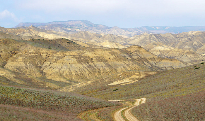    (Hemorrhois ravergieri)