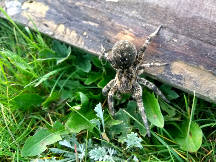 Ого, какая у вас на огороде солнечная полянка! Теперь она моя!