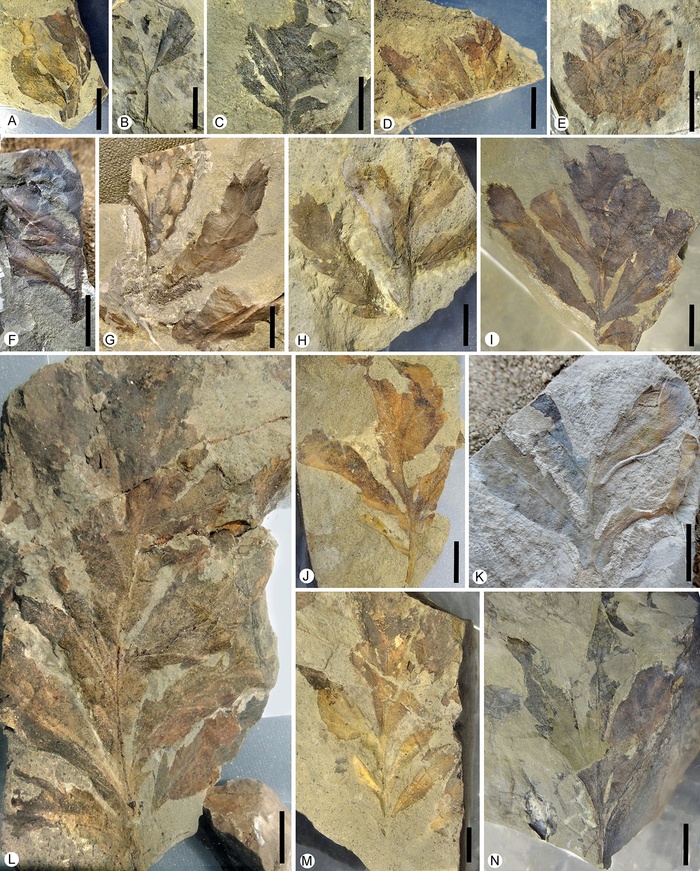       (Sapindopsis orientalis).  . 