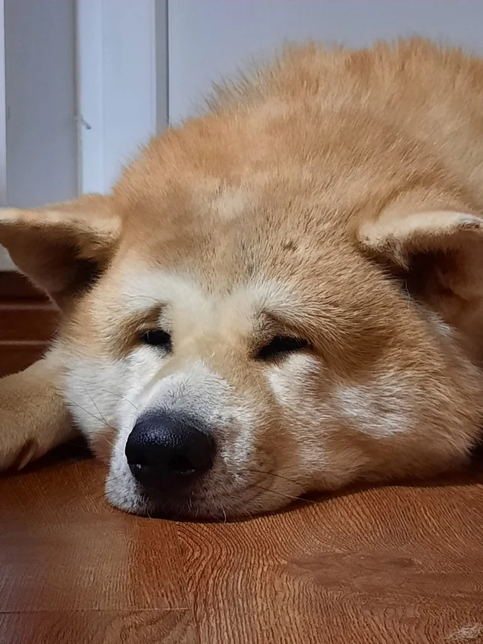 Reply to the post Akita Inu: Victim of the film Hachiko. Generally the wrong breed of dog can make a scarecrow out of the owner - Akita Inu, Dog, Friend, Animals, Yandex Zen, Yandex Zen (link), Longpost, Reply to post, A wave of posts