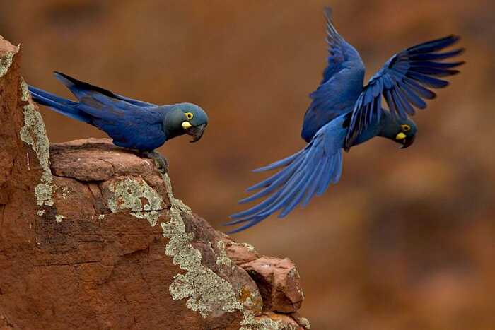   .    <a href="https://pikabu.ru/story/palma_likuri_12038920?u=https%3A%2F%2F%D0%BF%D0%BE%D0%BF%D1%83%D0%B3%D0%B0%D0%B9.com%2Fmalyj-giacintovyj-ara-anodorhynchus-leari&t=%D0%BF%D0%BE%D0%BF%D1%83%D0%B3%D0%B0%D0%B9&h=d5b0fb7476908a9c70068914c68073b8fc234e87" title="https://.com/malyj-giacintovyj-ara-anodorhynchus-leari" target="_blank" rel="nofollow noopener"></a>