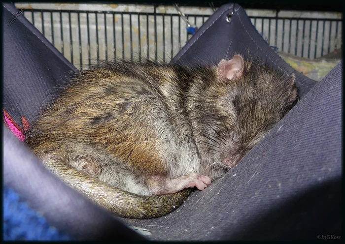 The tired little rats are sleeping... - My, Rat, Pasyuk, Rat Chronicles, Ingvar Ross, Milota