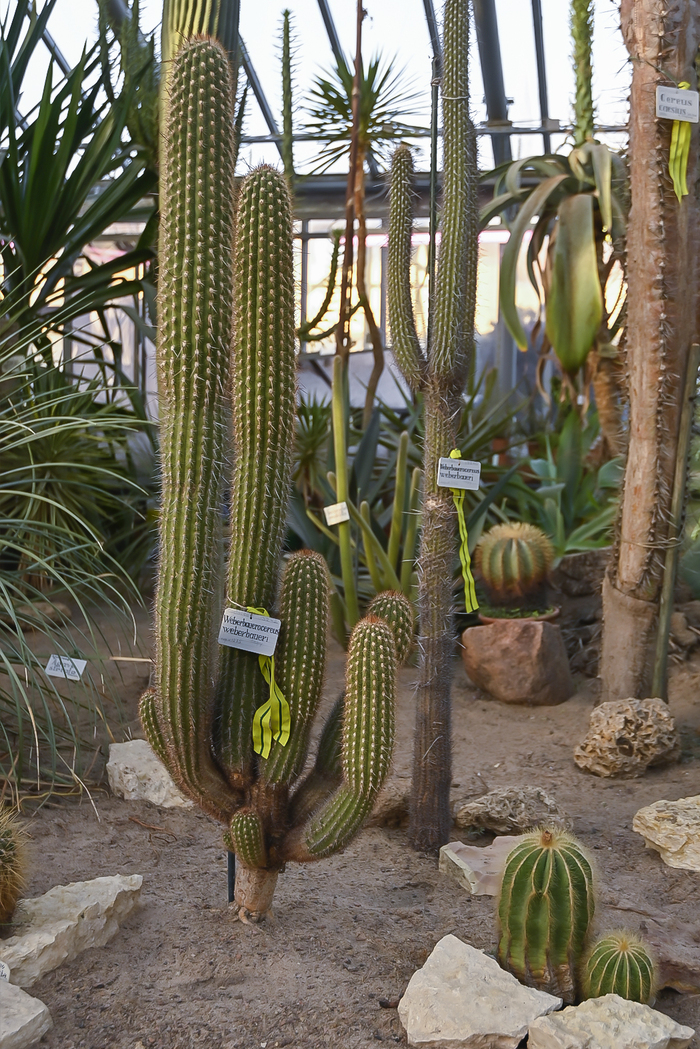 Кактусы, пережившие Блокаду Ленинграда, спасенные Н.И. Курнаковым. В тропической оранжерее Ботанического сада. Фото Л. Головневой.