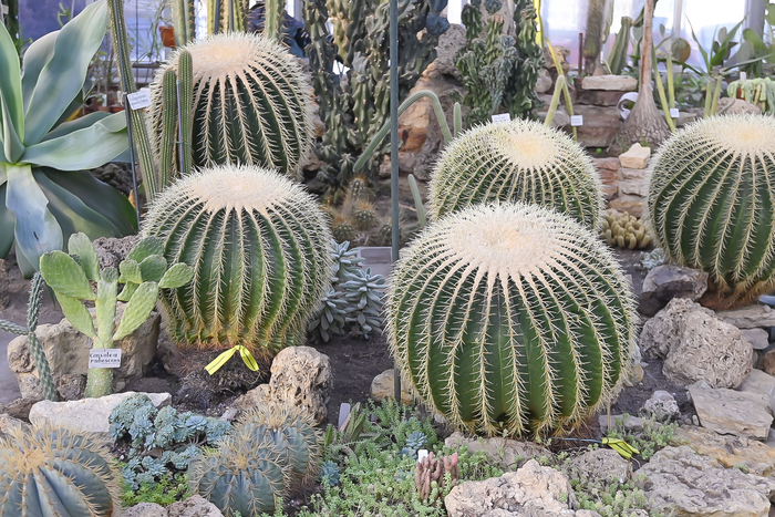 Кактусы, пережившие Блокаду Ленинграда, спасенные Н.И. Курнаковым. Фото Л. Головневой.