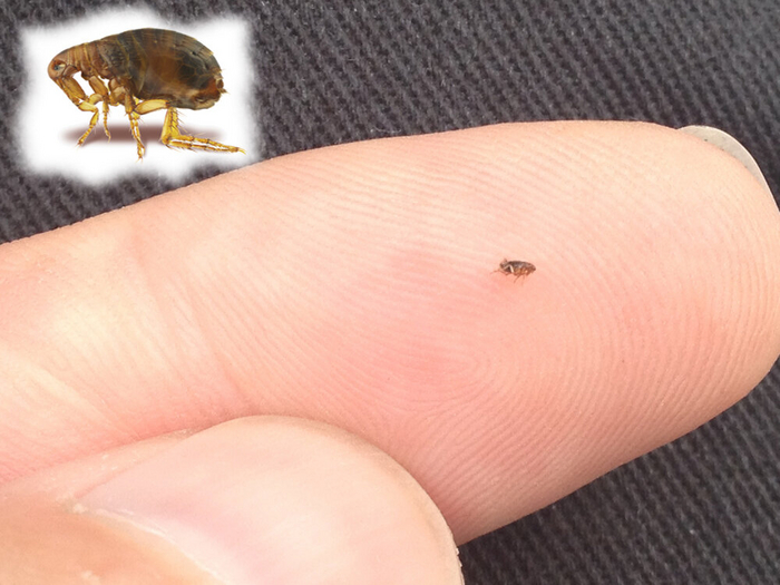 Вампиры в реальности далеко не те красавчики, что показывают нам в кино и книгах...