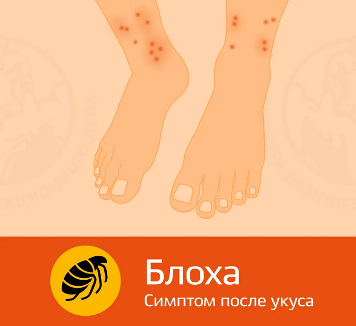 Почётный донор в мире насекомых.