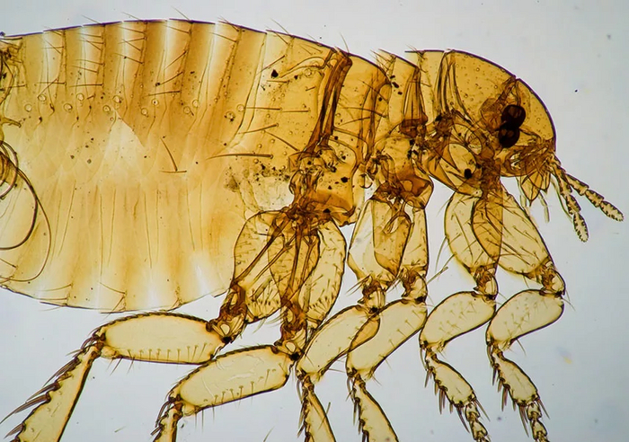 Типичное фото на паспорт.