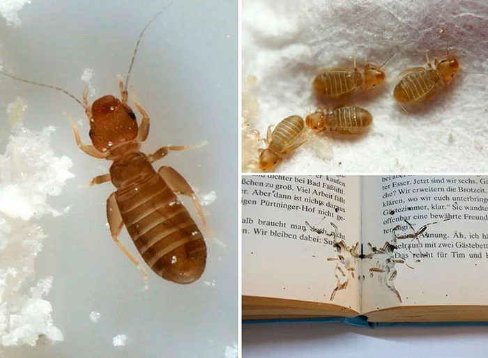 Book Lice: Pests That Don't Exist. We Investigated and Were Stunned - Louse, Insects, Animals, Wild animals, Yandex Zen, Yandex Zen (link), Longpost