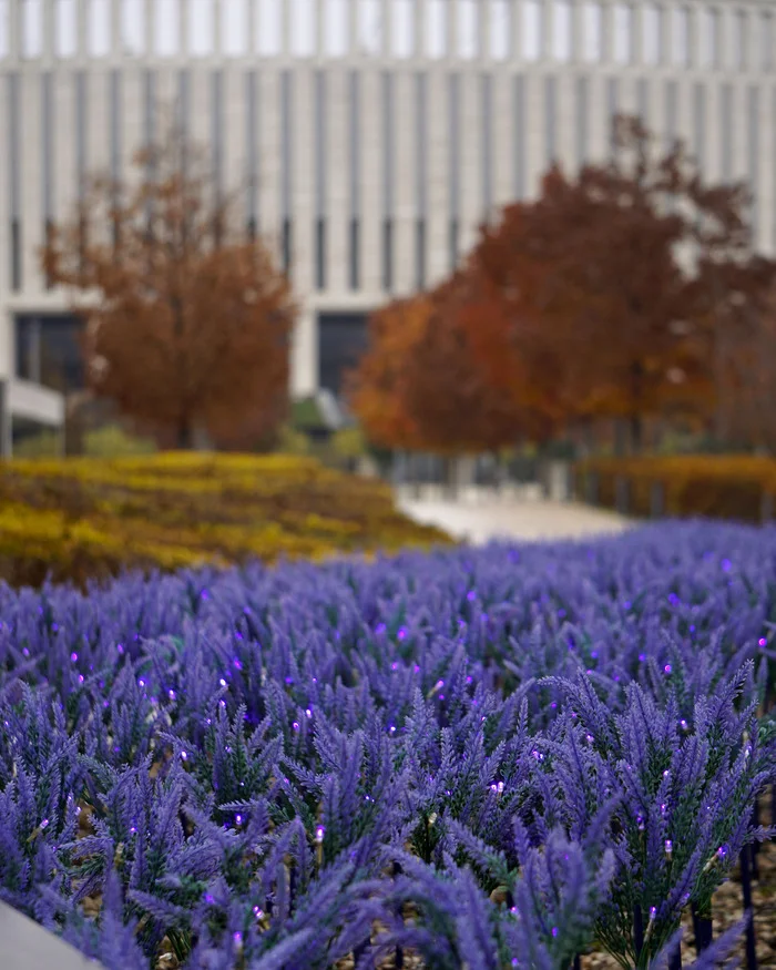 November atmosphere - The photo, Autumn, Galitsky Park, Krasnodar Park, Longpost