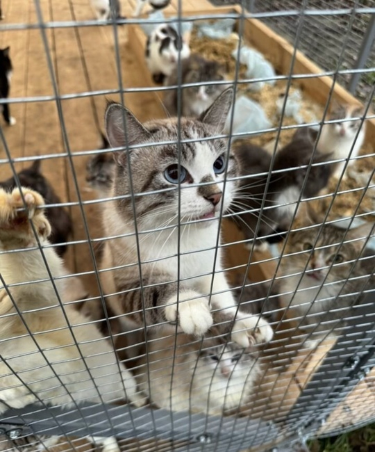 17 cats locked in a cold utility room! Yekaterinburg and the region - My, Kittens, Helping animals, In good hands, Video, Soundless, Vertical video, Longpost, cat, Yekaterinburg