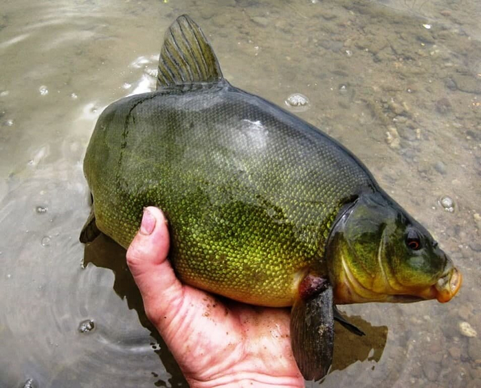 Смотри, какой у меня крутой антисептик! Блестит на солнышке и не воняет спиртом!