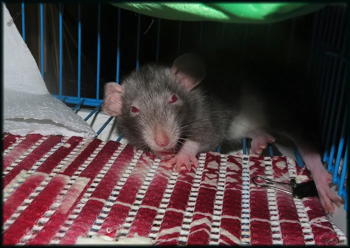 Devilishly sleepy cuteness - My, Rat, Rat Chronicles, Devil, Dumbo, Shelter, Volunteering