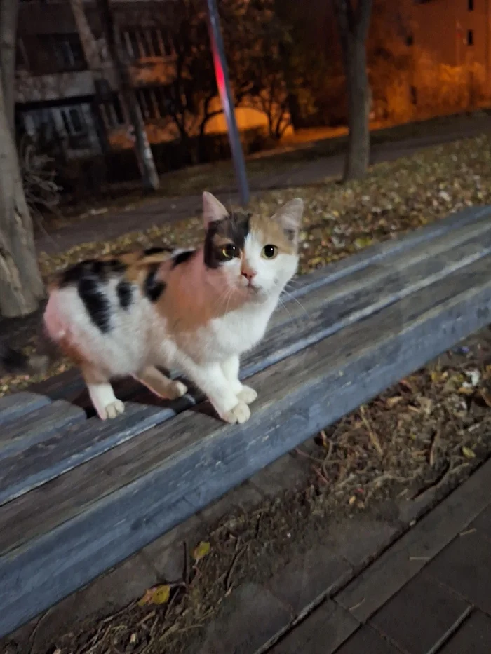 Do you like cats? - My, cat, Tricolor cat, Voronezh, Morning, Road to work, Video, Vertical video, Longpost