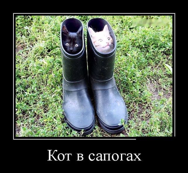 This is exactly how I imagined it. - Humor, Picture with text, Kittens, cat, Rubber boots, Boots, Demotivator