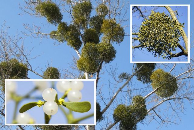 What a parasite! - My, Mistletoe, Parasites, Tree, Botany, Danger, Harm, The photo, Plants, Biology, Дальний Восток, Russia, Longpost