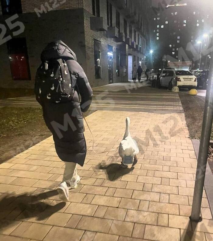 Geese are a new trend in Moscow - My, Moscow, Dog lovers, Гусь, Birds, Dog, Training, Ornithology, Ornithology League, Bird watching, Milota