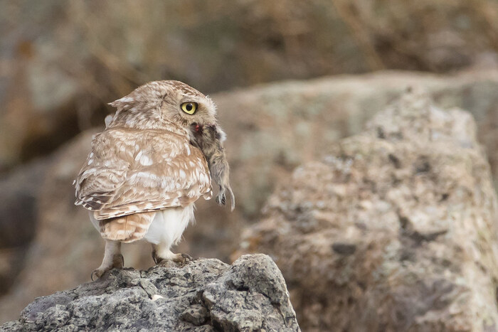 Домовый сыч