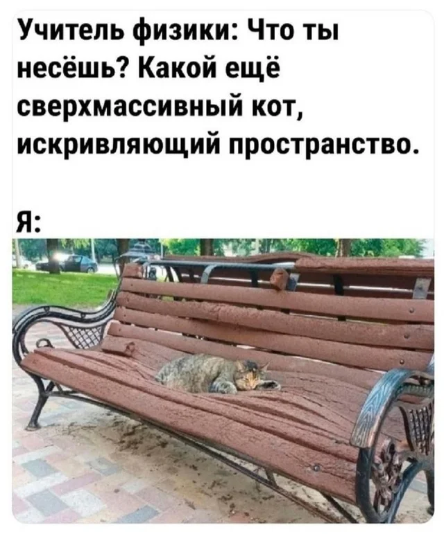 Supermassive cat - Picture with text, Fat cats, It seemed, Benches, The park, Summer, Scientific humor, cat