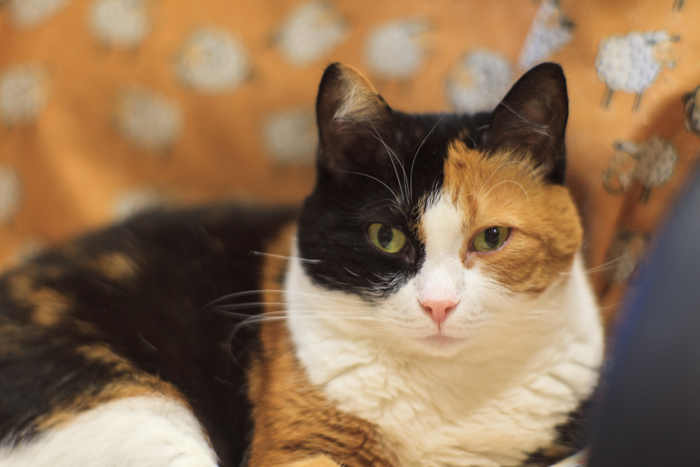 .   ,   )   11      .