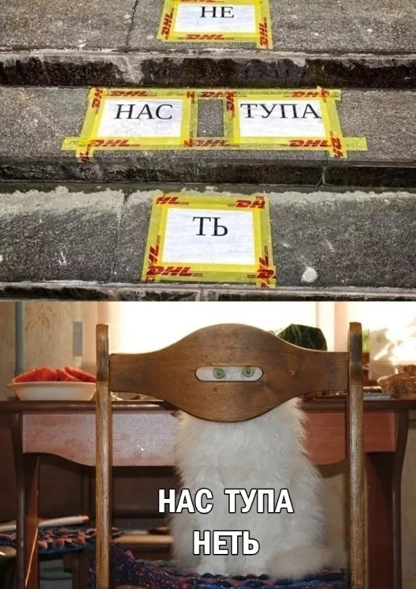 Нас тупа неть - Скриншот, Юмор, Картинка с текстом, Кот, Рокк ебол