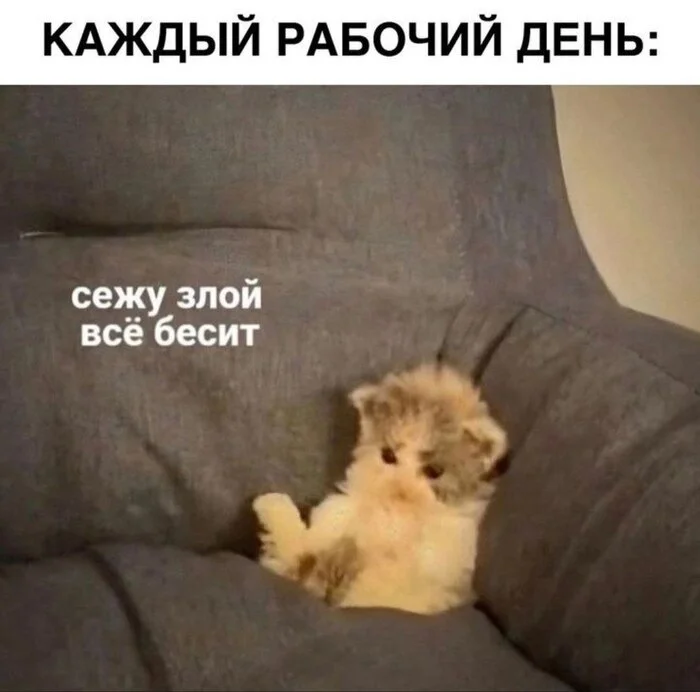 And so every day - Psychology, Memes, cat, Humor, Picture with text, Internal dialogue, Sad humor, Vital, Expectation and reality, Fatigue, Психолог, Laziness, Emotional burnout, Telegram (link)