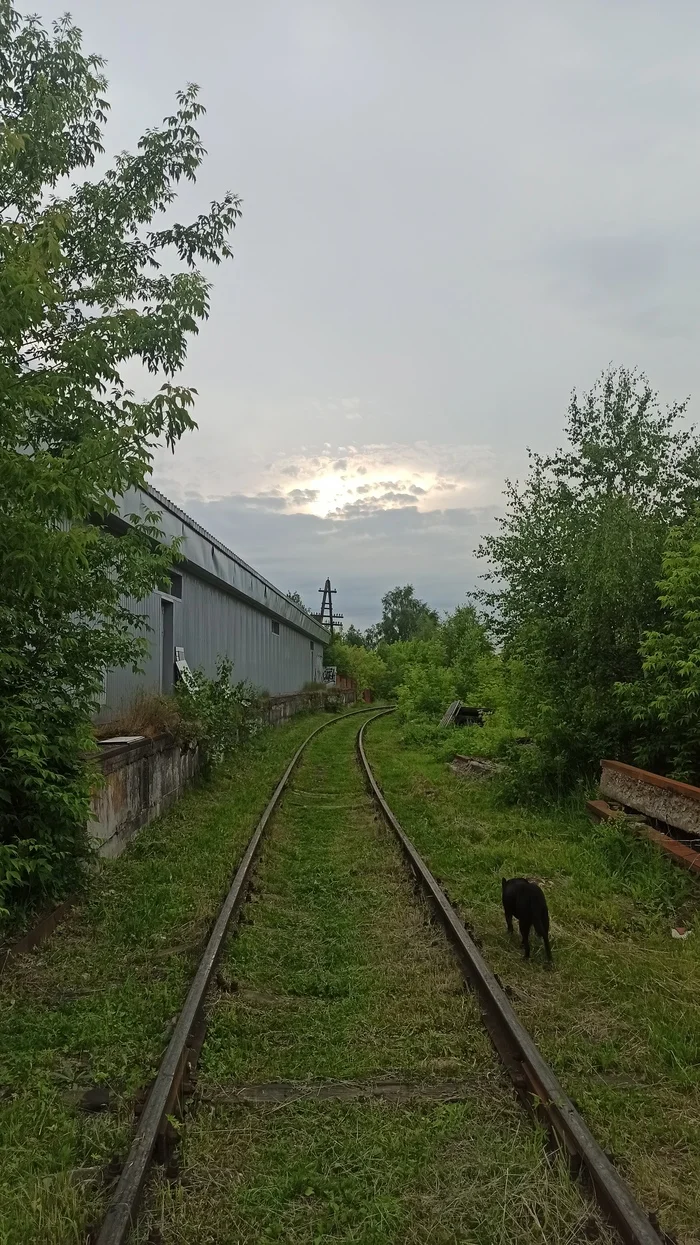 Безмятежность - Моё, Небо, Собака, Лето, Мобильная фотография, Трава, Рельсы