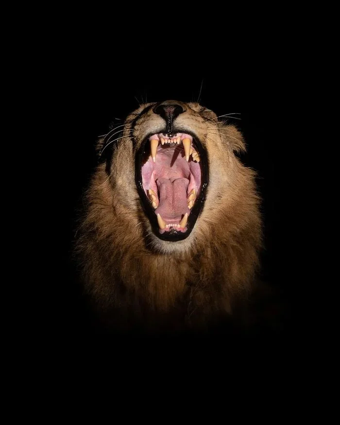 Mouth - a lion, Big cats, Cat family, Predatory animals, Wild animals, wildlife, South Africa, The photo, Night shooting, Yawn, To fall