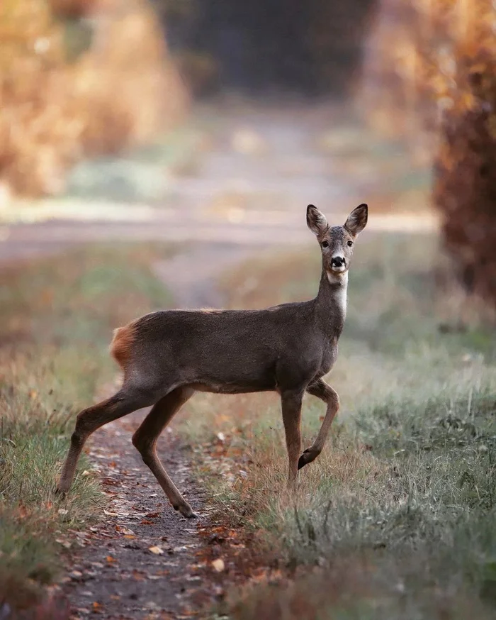 Nature is beautiful - Telegram (link), Nature, Animals, Autumn, Calmness, Appeasement, Thoughts, Beautiful view, Longpost