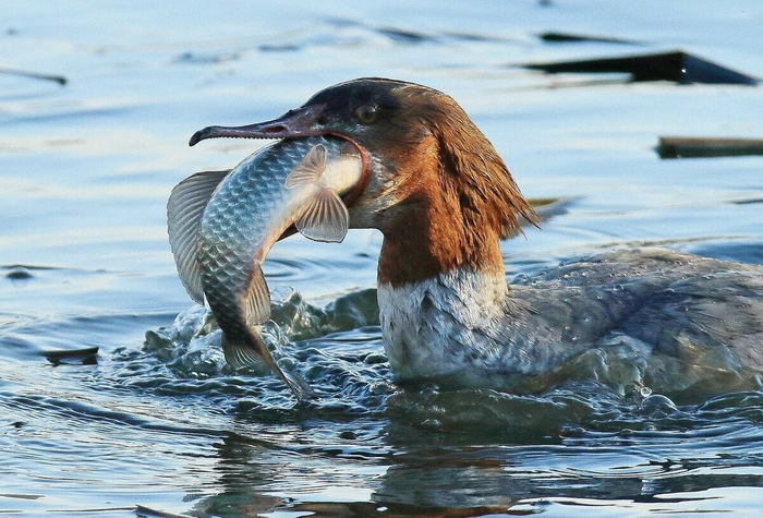 Очень злой пернатый динозавр напал на ваш дачный прудик и поедает рыбку. Ваши действия?