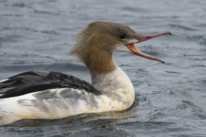 Теперь мы знаем, что будет, если соединить утку и акулу. Спасибо, природа!
