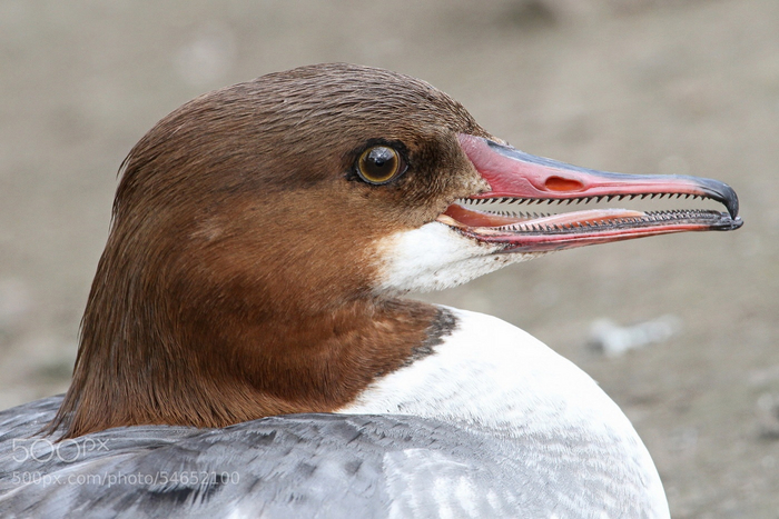 Почему его улыбка выглядит так, будто в теле утки находится серийный маньяк-психопат?