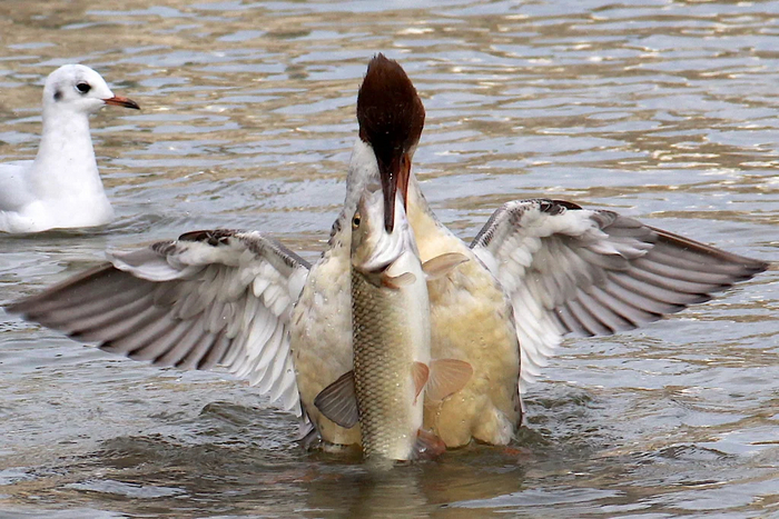 Что находится между уткой и уткой? Промежуток!